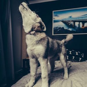 Meet your Posher, Savannah